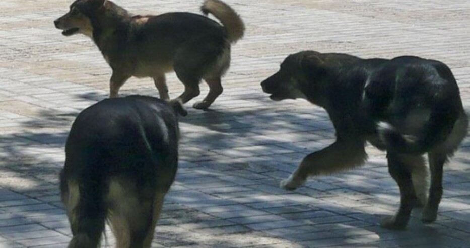 Кошмар: Глутница кучета уби 41-годишна жена в Долна Оряховица