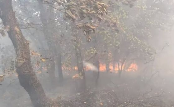 Пожарът в Сакар се разраства, запали се и гора край Средец. Бедствено положение в Свиленградско
